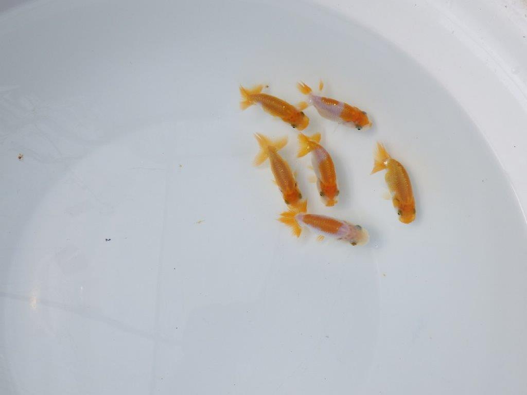 【 鉄板！！】迷ったらこちらの５尾セット！　東大関系統（中サイズ）　　期間限定販売
