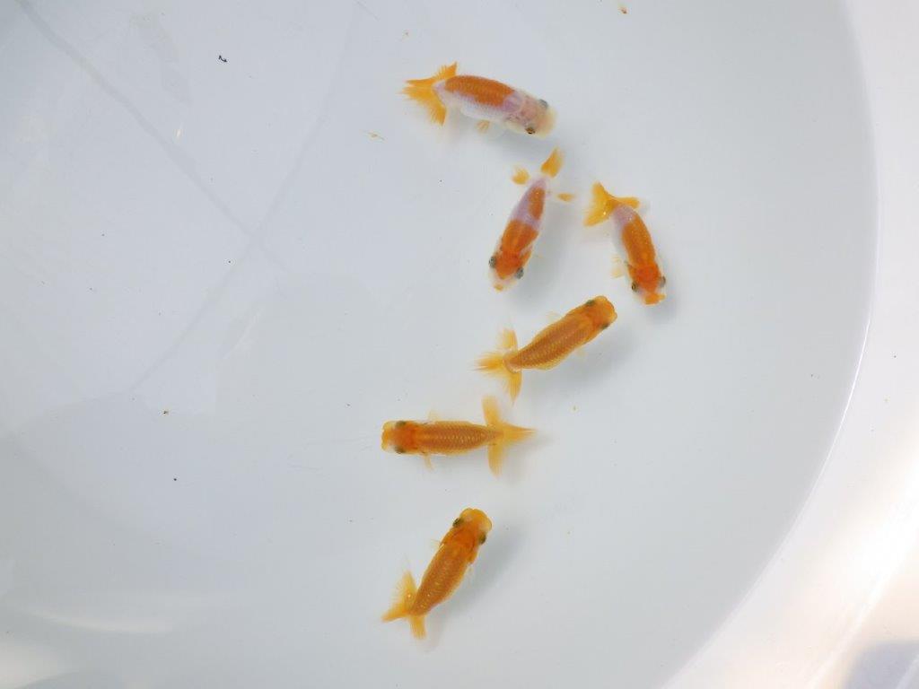 【 鉄板！！】迷ったらこちらの５尾セット！　東大関系統（中サイズ）　　期間限定販売