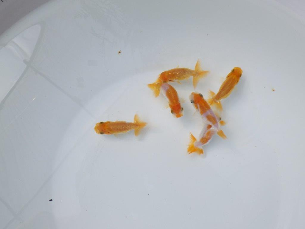 【 鉄板！！】迷ったらこちらの５尾セット！　東大関系統（中サイズ）　　期間限定販売