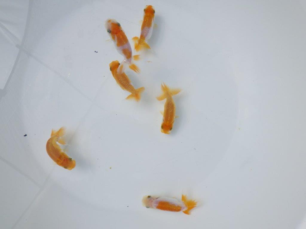 【 鉄板！！】迷ったらこちらの５尾セット！　東大関系統（中サイズ）　　期間限定販売
