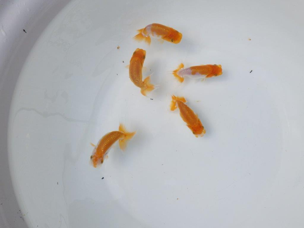 【 鉄板！！】迷ったらこちらの５尾セット！　東大関系統（大サイズ）　　期間限定販売