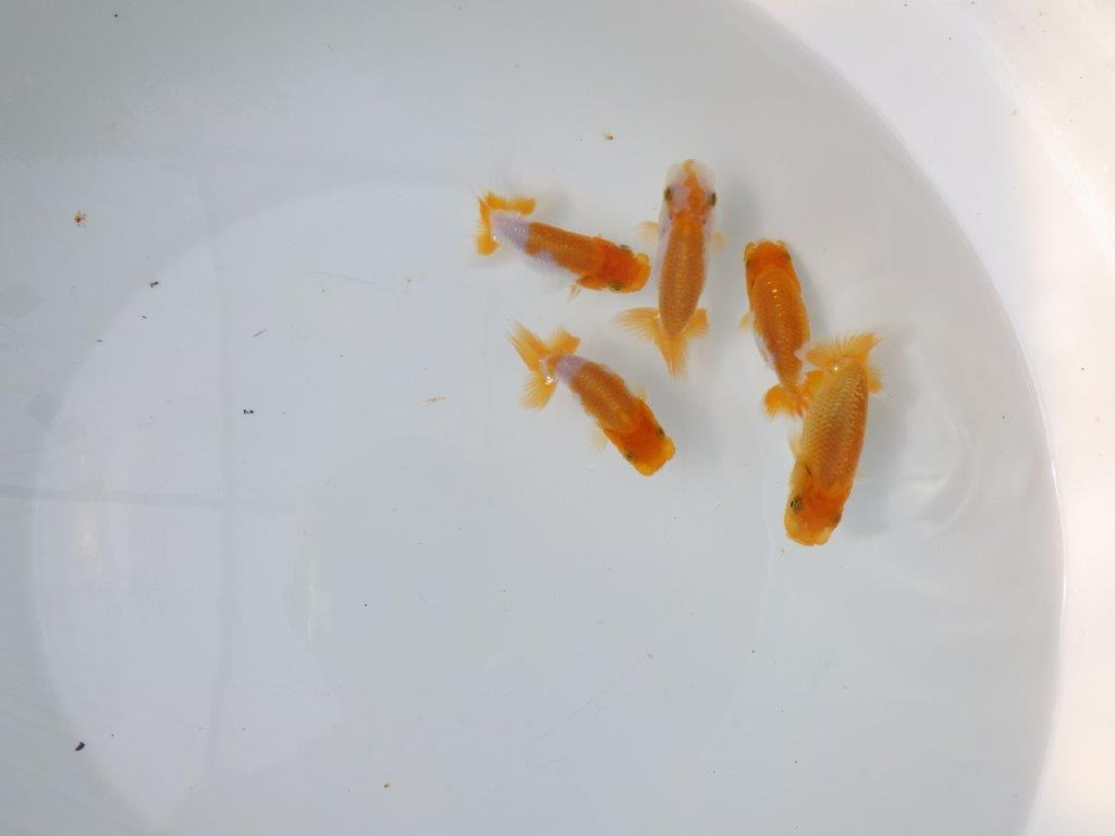【 鉄板！！】迷ったらこちらの５尾セット！　東大関系統（大サイズ）　　期間限定販売
