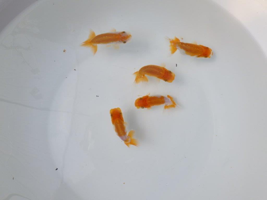 【 鉄板！！】迷ったらこちらの５尾セット！　東大関系統（大サイズ）　　期間限定販売