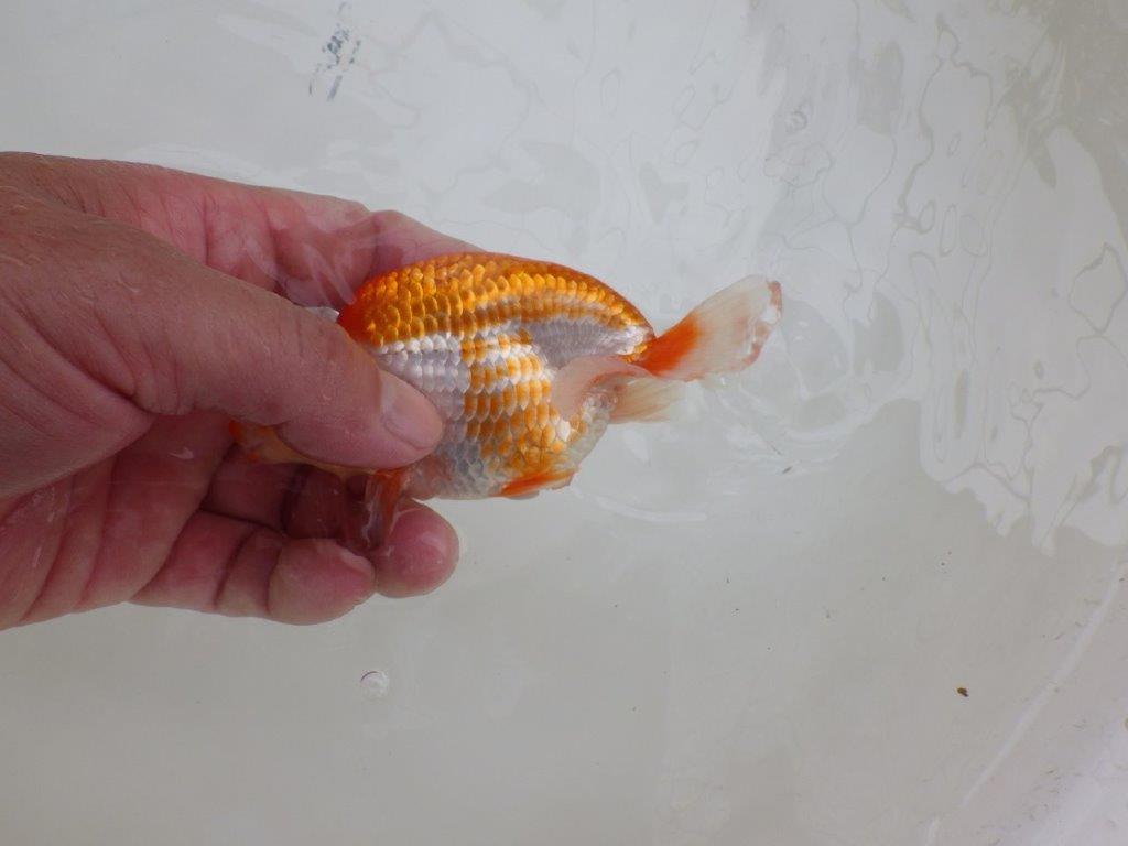 【愛知M 様】上見が映えるカナコ系の更紗 当歳らんちゅう 約11,5㎝