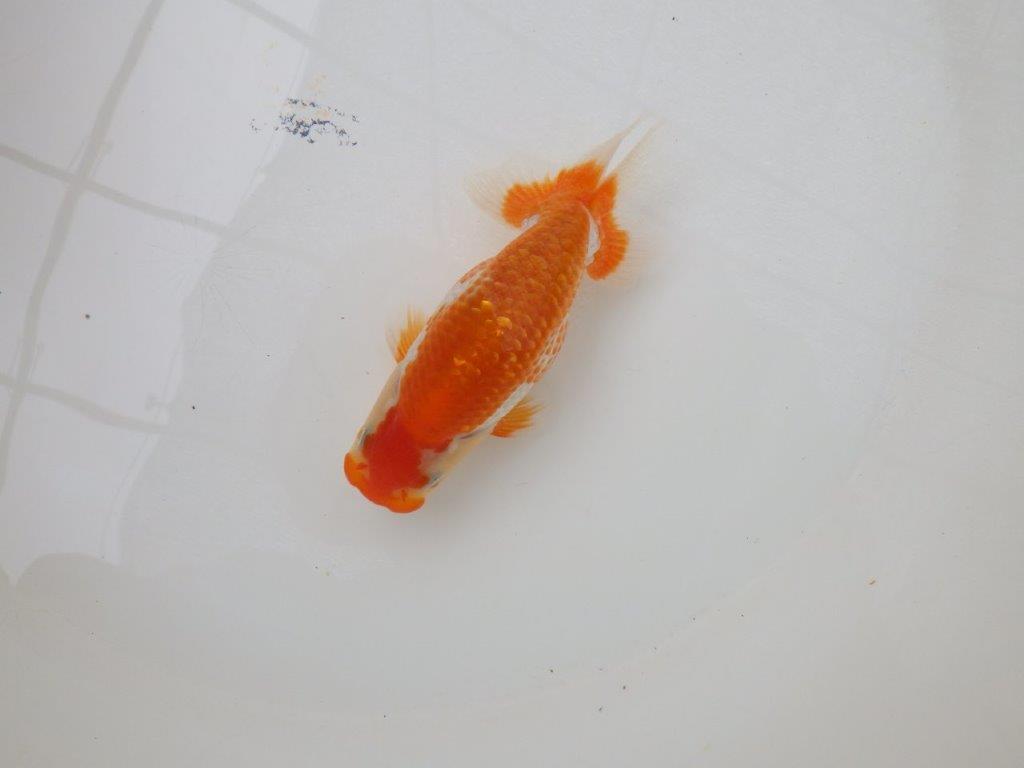 【愛知M 様】上見が映えるカナコ系の更紗　当歳らんちゅう  約11,5㎝の上身