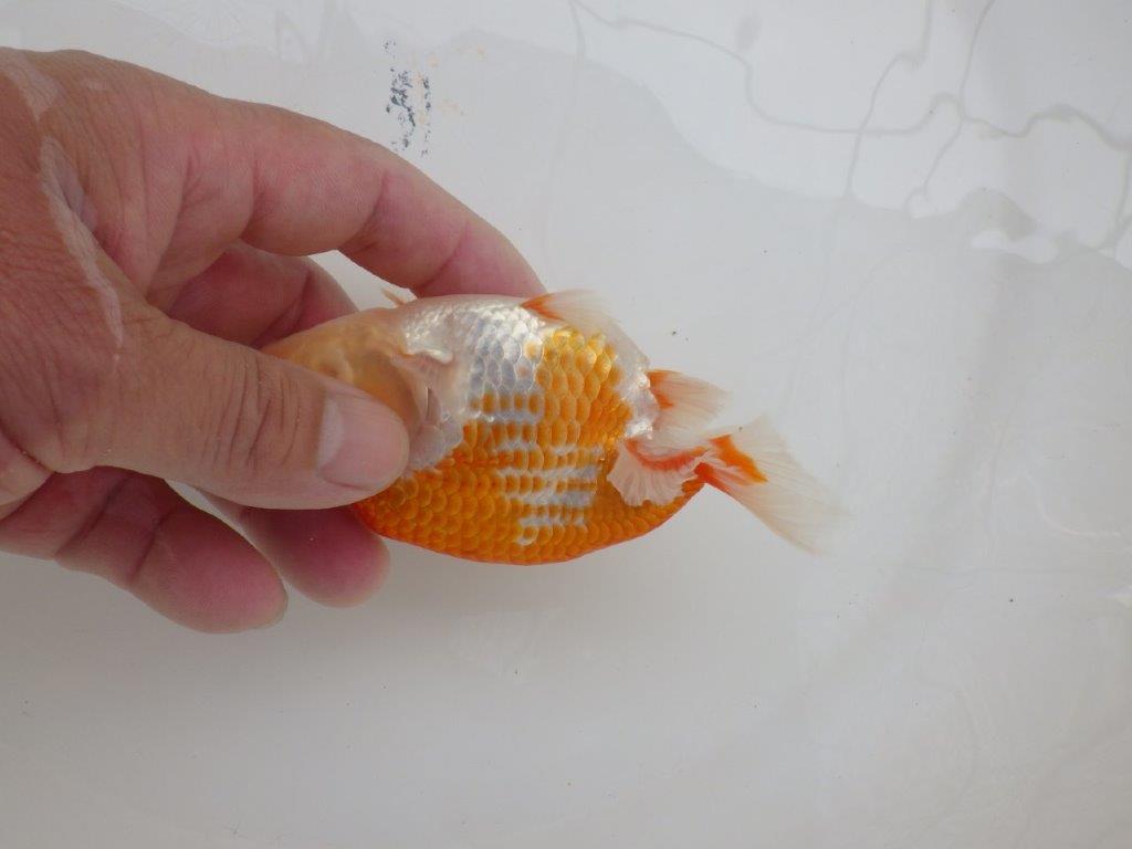 【愛知M 様】こちらも美しいカナコ系更紗！当歳らんちゅう  約11,5㎝