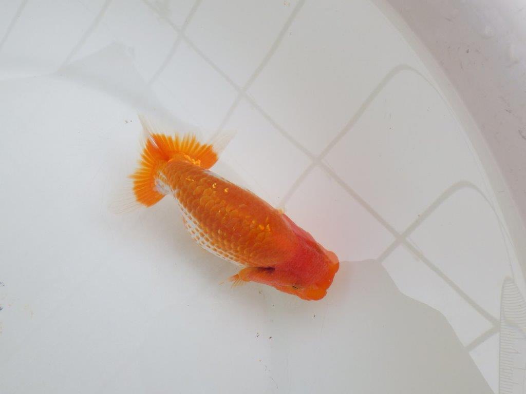 【愛知M 様】雰囲気の良いカナコ系更紗当歳らんちゅう 約12㎝