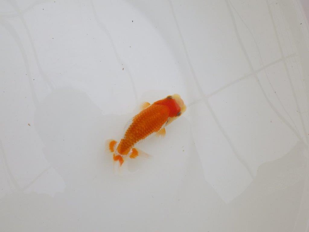 【全国大会東大関獲得ブリーダー 】尾型、構え、柄の良い当歳らんちゅう約10㎝