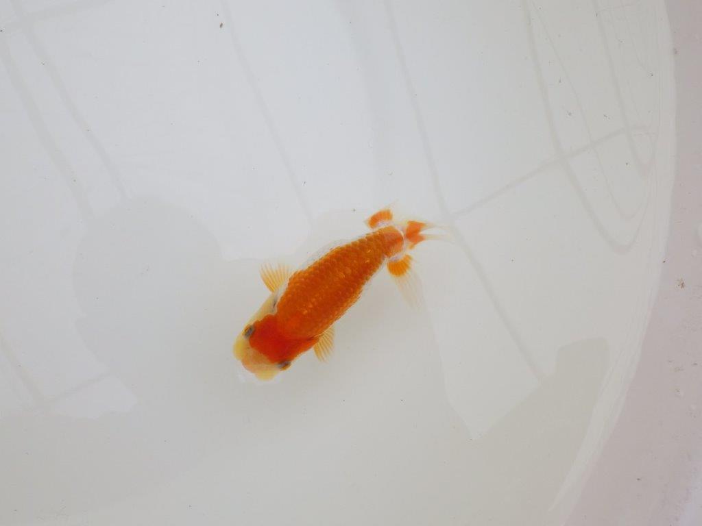 【全国大会東大関獲得ブリーダー 】尾型、構え、柄の良い当歳らんちゅう約10㎝