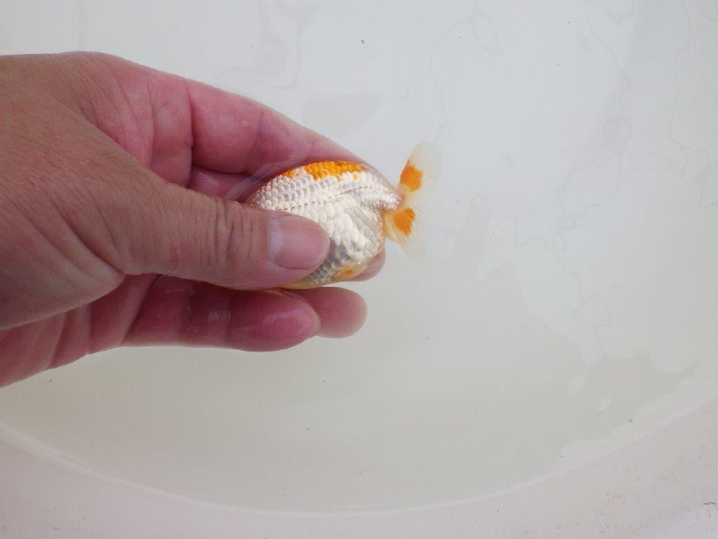 【全国大会東大関獲得ブリーダー 】インパクトのある更紗　当歳らんちゅう約8㎝