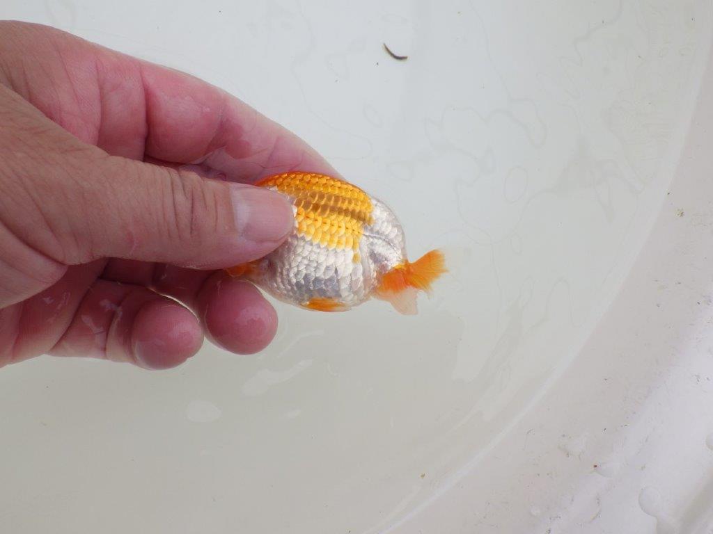 【全国大会東大関獲得ブリーダー 】雰囲気の良いご鑑賞お勧め当歳らんちゅう約8,5㎝