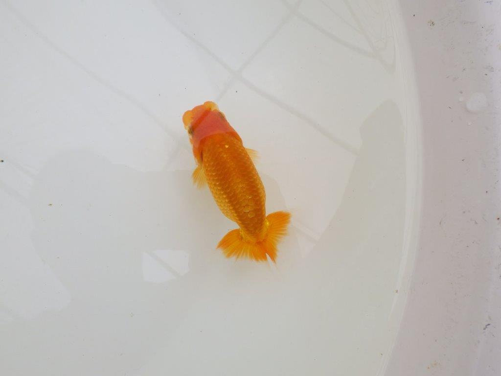 【全国大会東大関獲得ブリーダー 】上見のご鑑賞がお勧め当歳らんちゅう約10㎝
