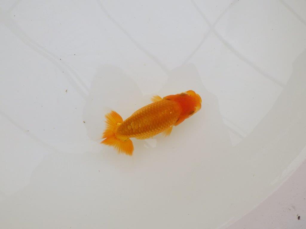 【全国大会東大関獲得ブリーダー 】上見のご鑑賞がお勧め当歳らんちゅう約10㎝