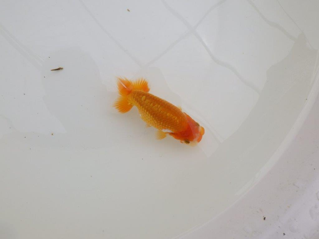 【全国大会東大関獲得ブリーダー 】飼い込みお勧め当歳らんちゅう約10,5㎝