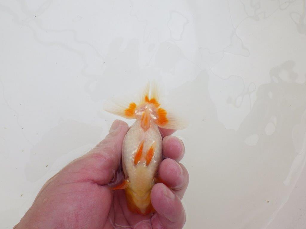 【全国大会東大関獲得ブリーダー 】仕上がりがよさそうな当歳らんちゅう約10㎝