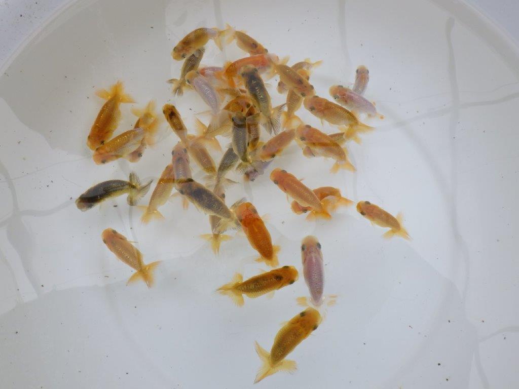 【日らん西大関獲得ブリーダー】フンタン系統　小サイズ１５尾セット約6~7㎝限定3