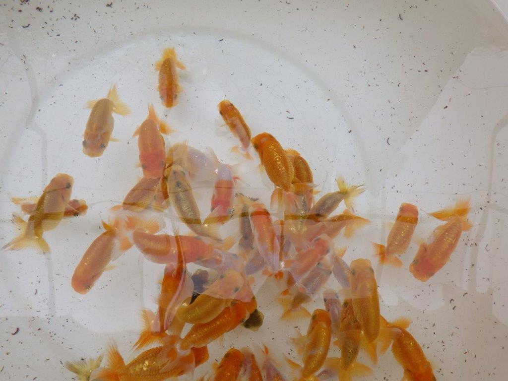 【日らん西大関獲得ブリーダー】フンタン系統 入荷魚の中から一番良い魚5尾セット約7,5㎝~限定1