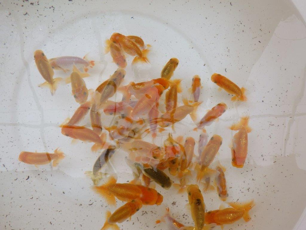 【日らん西大関獲得ブリーダー】フンタン系統 入荷魚の中から一番良い魚5尾セット約7,5㎝~限定1