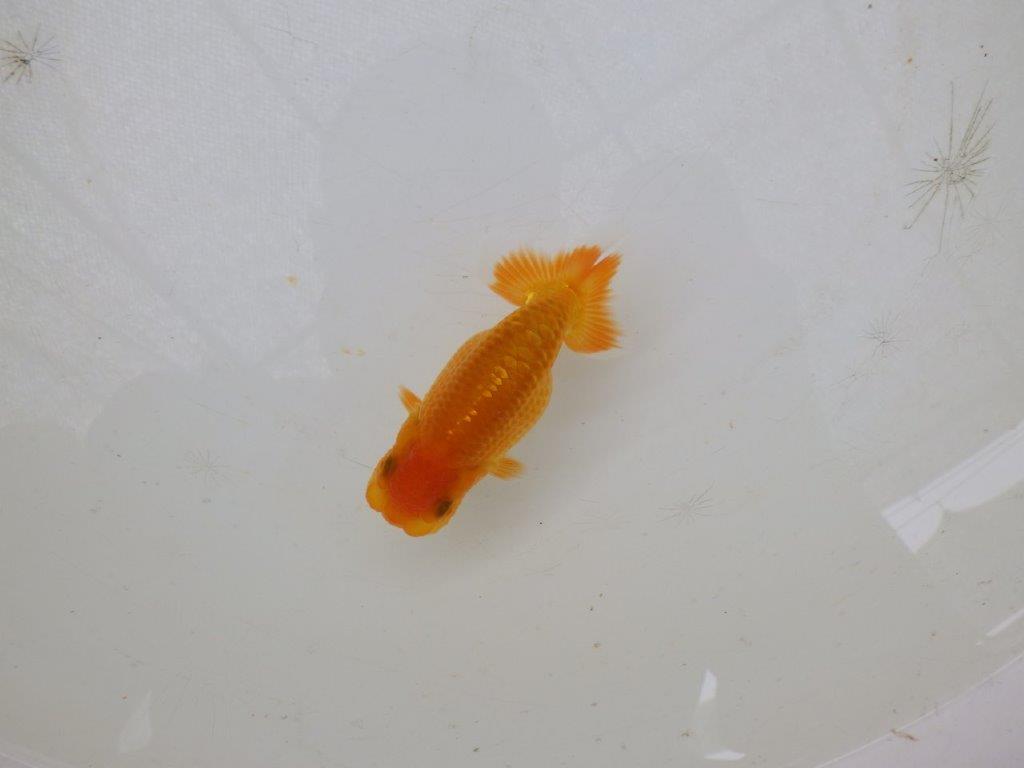 【日らん優等賞獲得ブリーダー】税氏画像が上手に撮れませんでした・・約10㎝