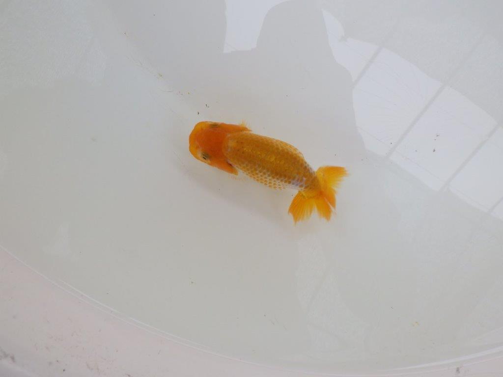 【愛知超優良系統 】綺麗な小豆更紗!当歳らんちゅう約9,5㎝
