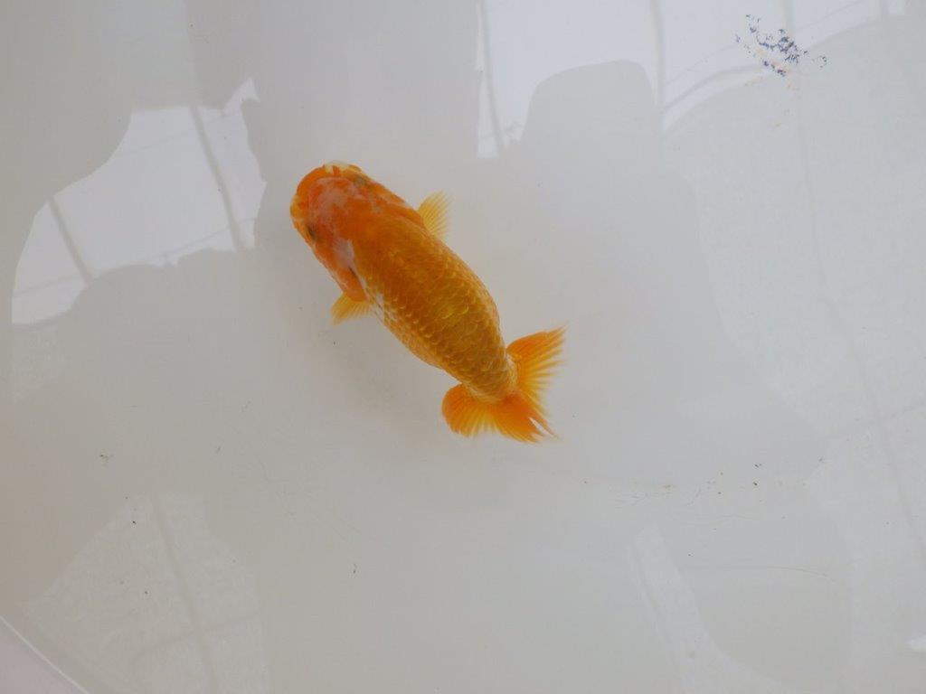 【愛知超優良系統 】小豆系更紗!綺麗!当歳らんちゅう約10㎝