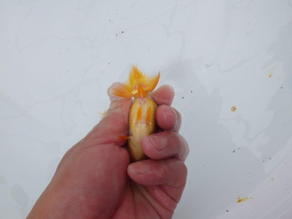【愛知超優良系統 】お腹のカナコ柄が可愛い当歳らんちゅう約8,5㎝