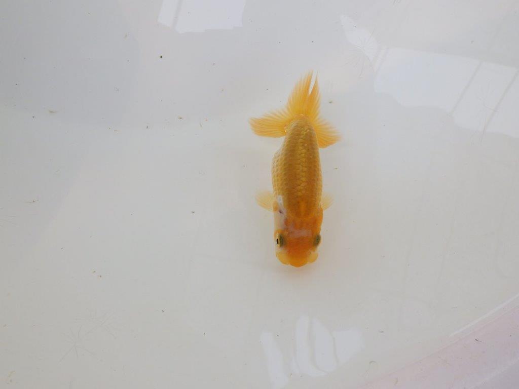 【逸品当歳らんちゅう】丸みのある背のラインが可愛い更紗らんちゅう！　約8,5ｃｍ前後