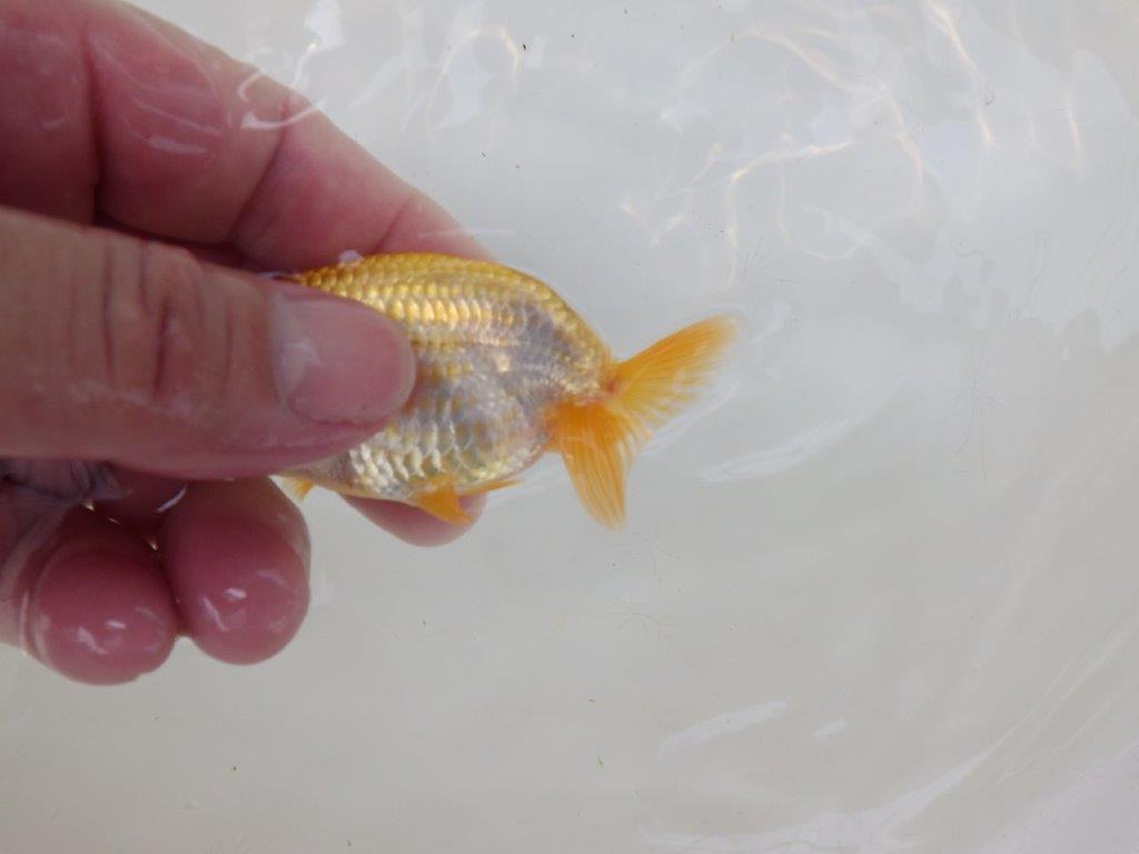 【逸品当歳らんちゅう】丸みのある背のラインが可愛い更紗らんちゅう！　約8,5ｃｍ前後