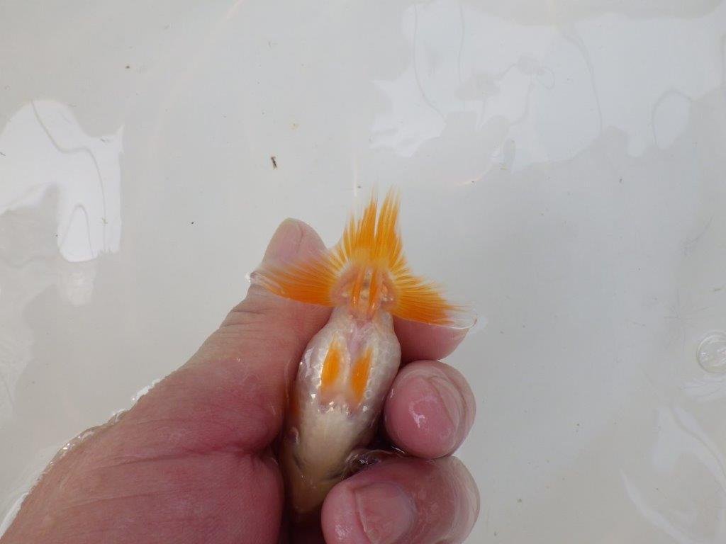【逸品当歳らんちゅう】尾張りが良くインパクトのある更紗らんちゅう！　約8,5ｃｍ前後