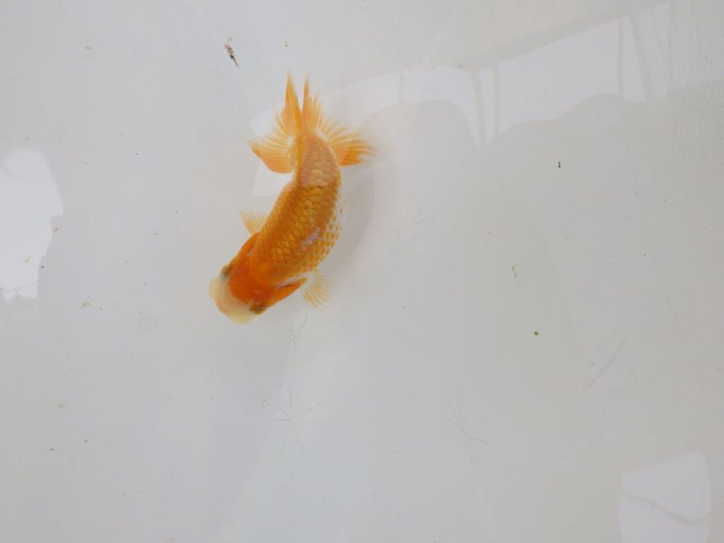 【逸品当歳らんちゅう】尾張りが良くインパクトのある更紗らんちゅう！　約8,5ｃｍ前後