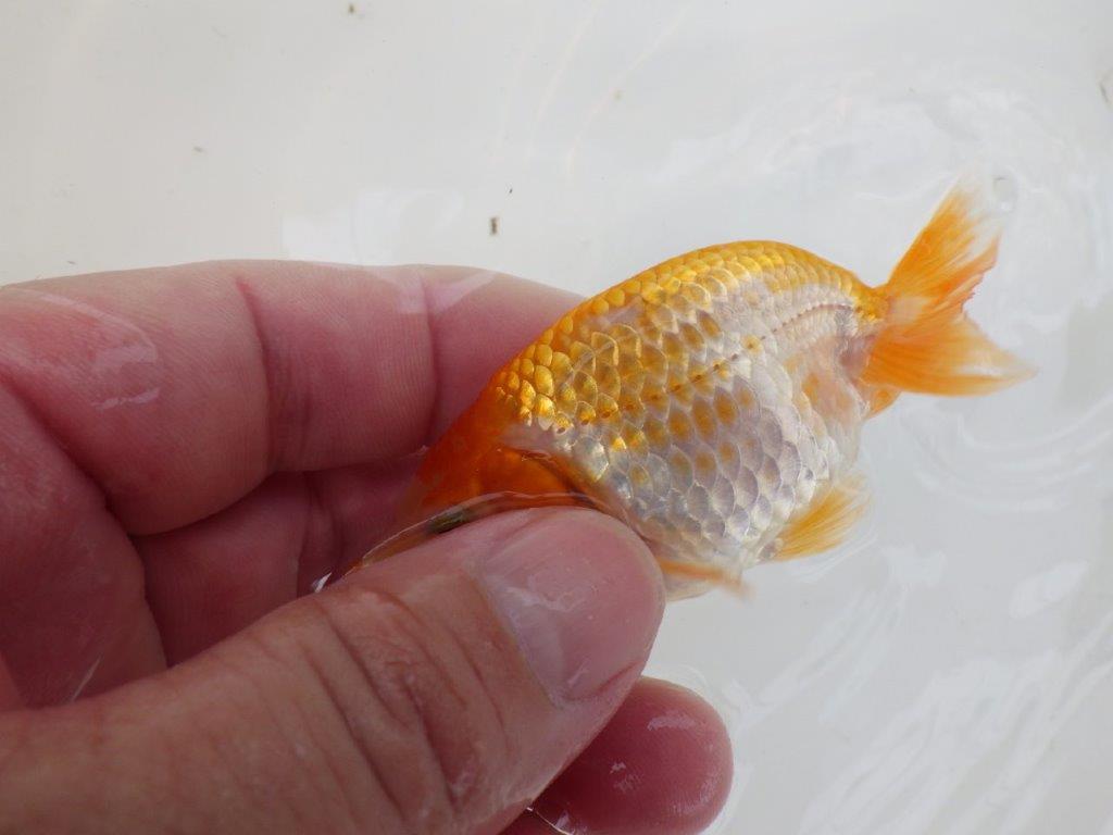 【逸品当歳らんちゅう】尾張りが良くインパクトのある更紗らんちゅう！　約8,5ｃｍ前後