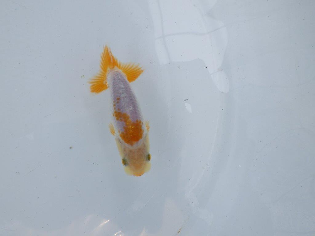 【独占販売！】背中のラインが綺麗で水槽映え当歳らんちゅう！　約9,５ｃｍ前後の上身