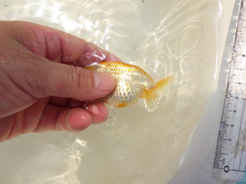 【激レア入荷！山田芳人氏作出！当歳らんちゅう 】背中のカナコが綺麗！約9㎝