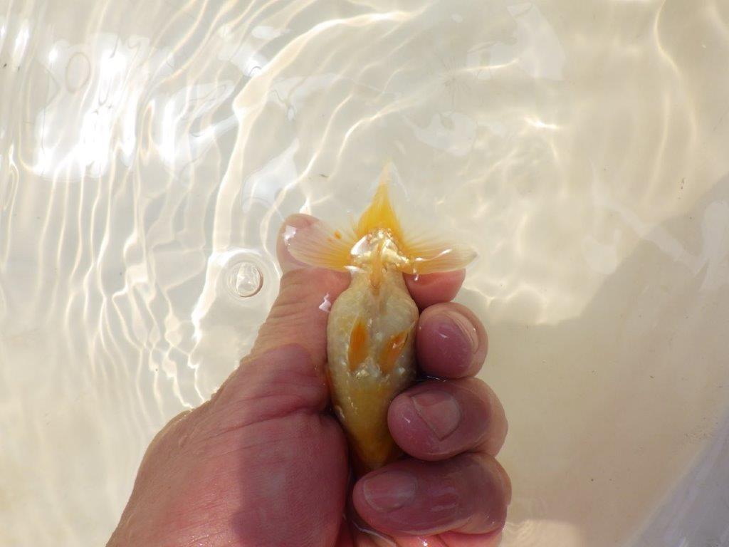 【激レア入荷！山田芳人氏作出！当歳らんちゅう 】背中のカナコが綺麗！約9㎝