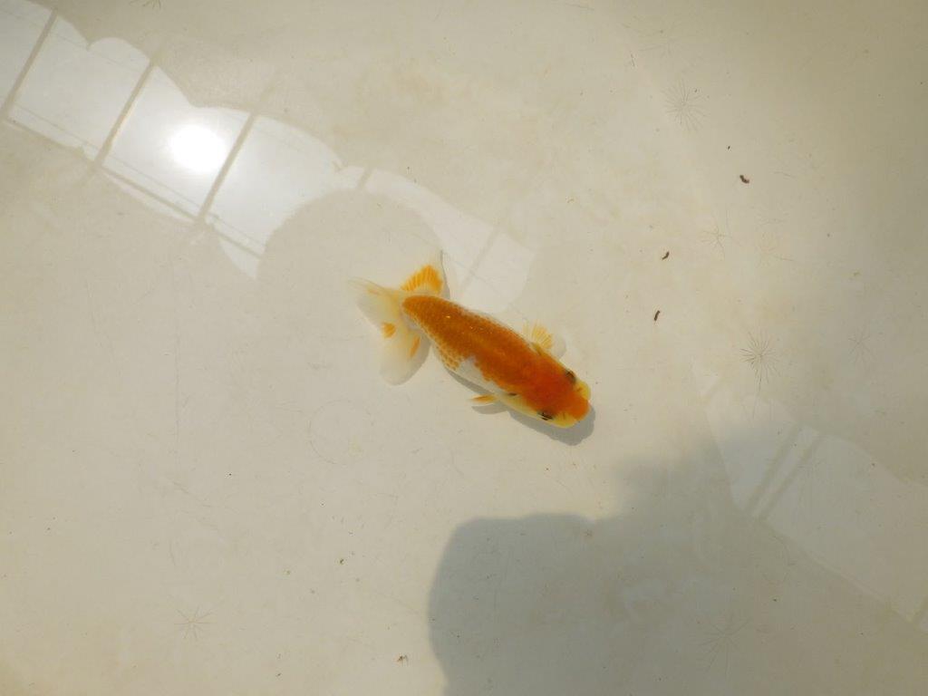 【激レア入荷!山田芳人氏作出!当歳らんちゅう 】尾型も良く柄も綺麗!約8㎝