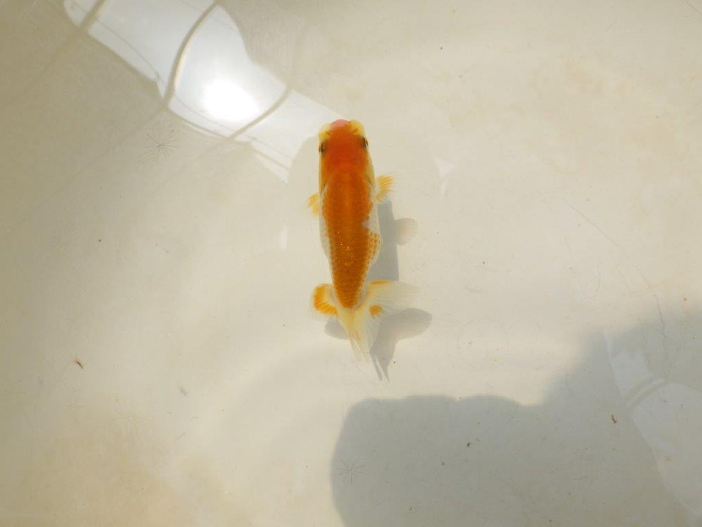 【激レア入荷!山田芳人氏作出!当歳らんちゅう 】尾型も良く柄も綺麗!約8㎝