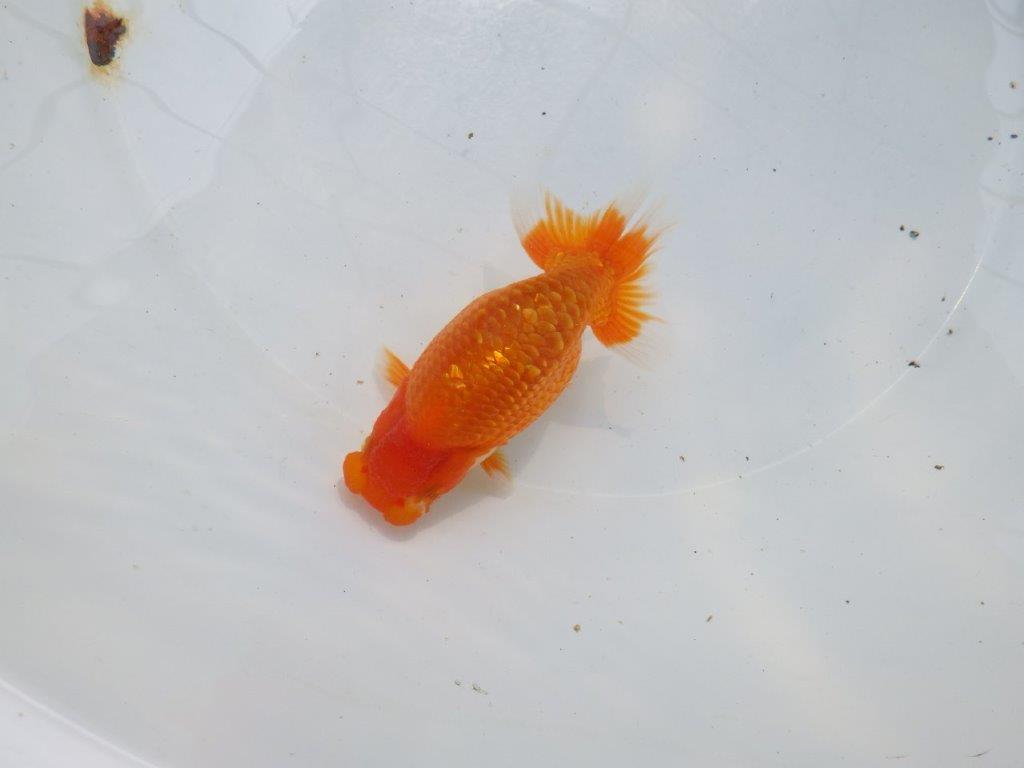 【愛知M 様】良さがわかる方に飼育して頂きたい当歳らんちゅう 約12㎝
