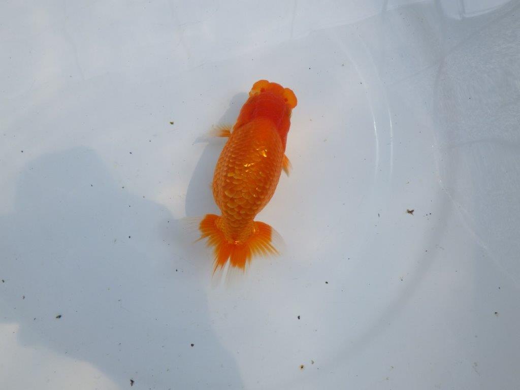 【愛知M 様】良さがわかる方に飼育して頂きたい当歳らんちゅう  約12㎝の上身