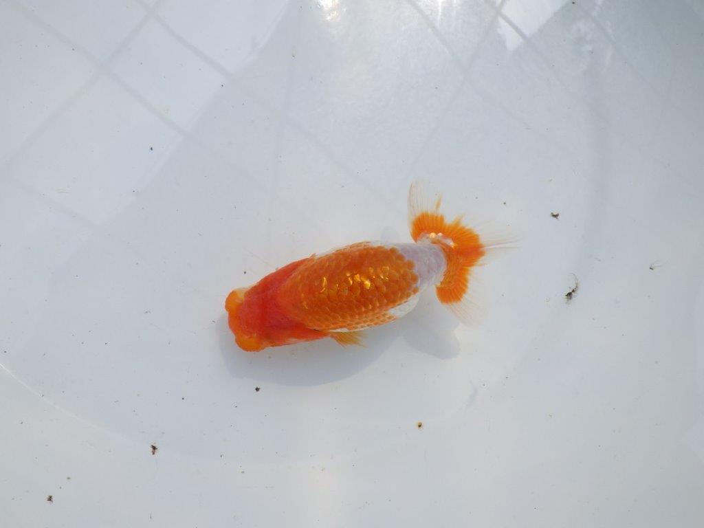 【愛知M 様】ご鑑賞お勧め水槽映え当歳らんちゅう  約12㎝