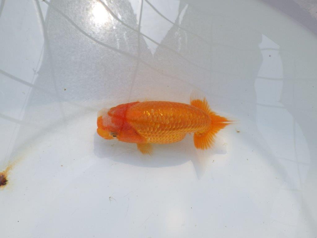 【愛知M 様】品評会などに向けて飼い込みお勧め当歳らんちゅう 約12,5㎝