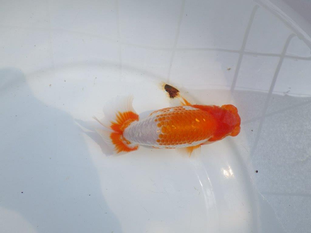【愛知M 様】素晴らしい雰囲気に仕上がってます!当歳らんちゅう 約13㎝
