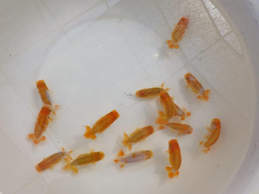 【岡山村上暢彦氏】中サイズの入荷魚の中から一番良い魚たち3尾セット約6~3㎝ 限定1セット
