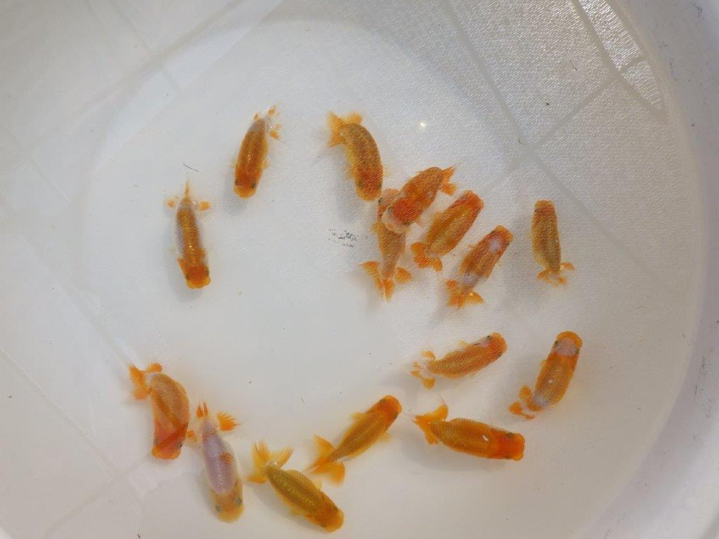 【岡山村上暢彦氏】中サイズの入荷魚の中から一番良い魚たち3尾セット約6~3㎝ 限定1セット