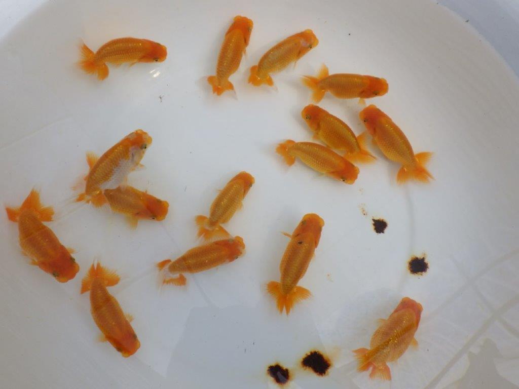 【岡山村上暢彦氏】大サイズセットの中から一番良い魚たち３尾セット約8~９㎝ 限定１セット