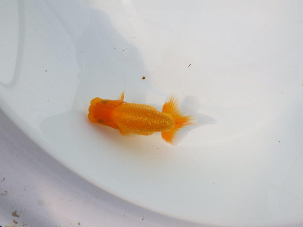 【Mrエックス】魚の雰囲気が良くご鑑賞お勧めの当歳らんちゅう約10㎝