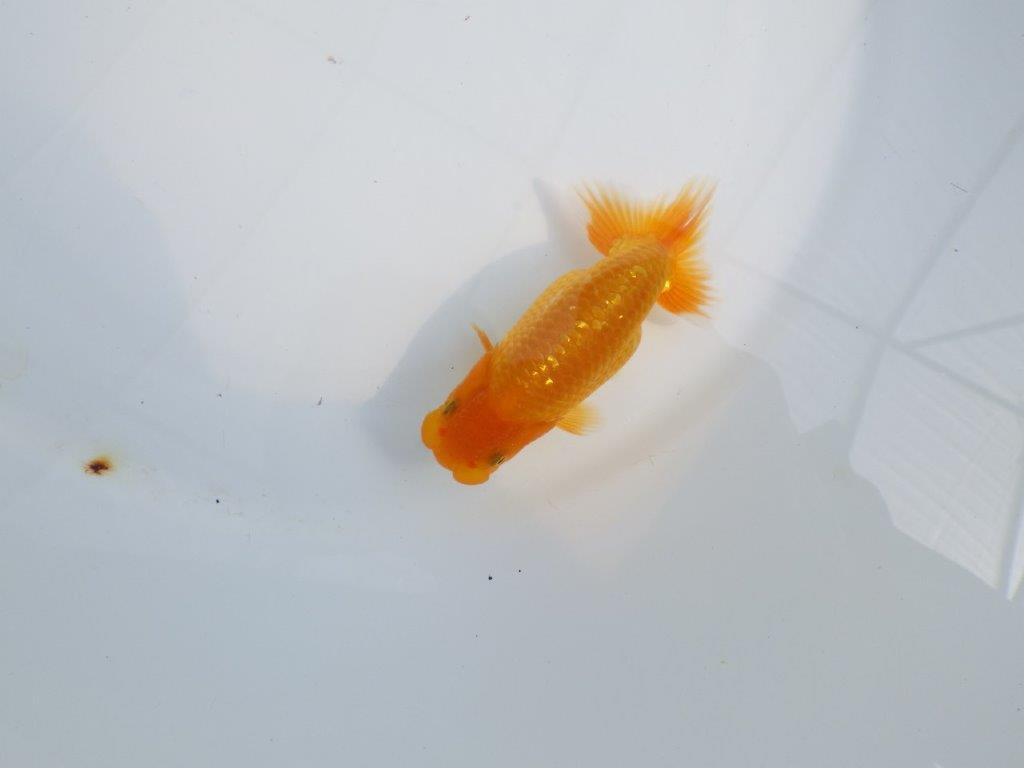 【Mrエックス】魚の雰囲気が良くご鑑賞お勧めの当歳らんちゅう約10㎝
