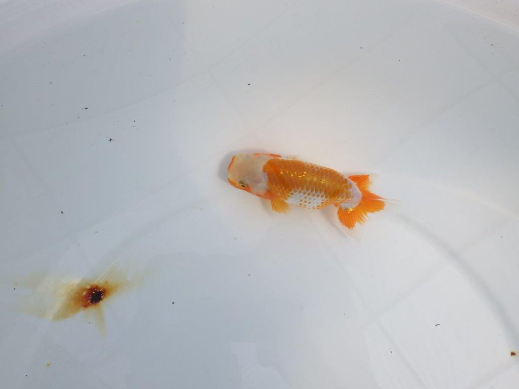 【Mrエックス】非常に綺麗な更紗!当歳らんちゅう約11㎝