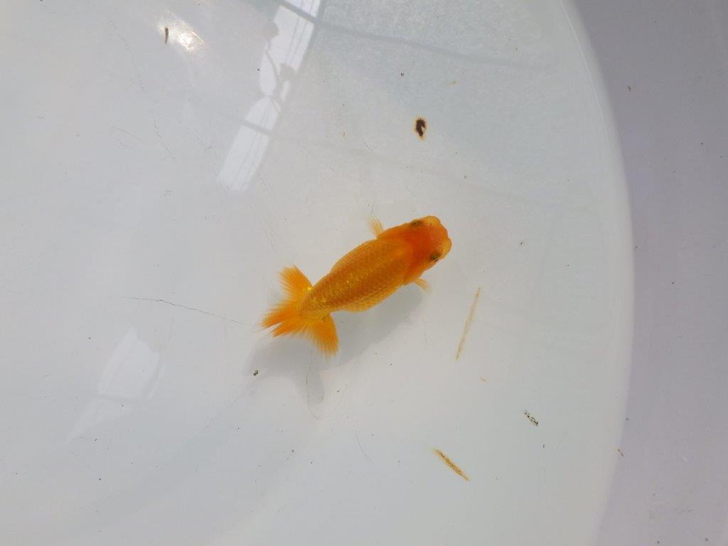【日らん優等賞獲得ブリーダー】雰囲気は一人前!当歳らんちゅう約9㎝