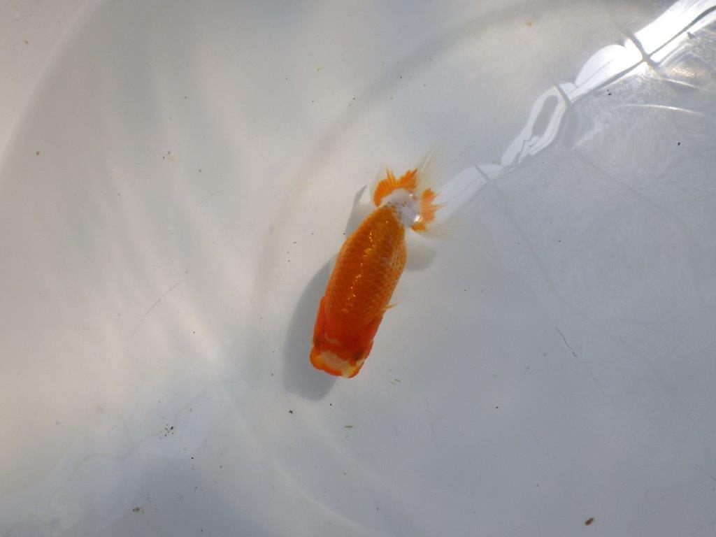 【日らん優等賞獲得ブリーダー】背が綺麗で水槽映え!当歳らんちゅう約10㎝
