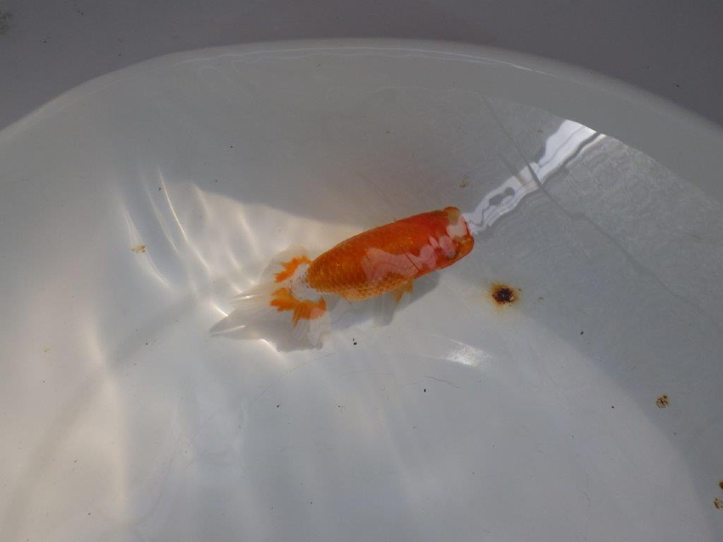 【日らん優等賞獲得ブリーダー】背が綺麗で水槽映え!当歳らんちゅう約10㎝